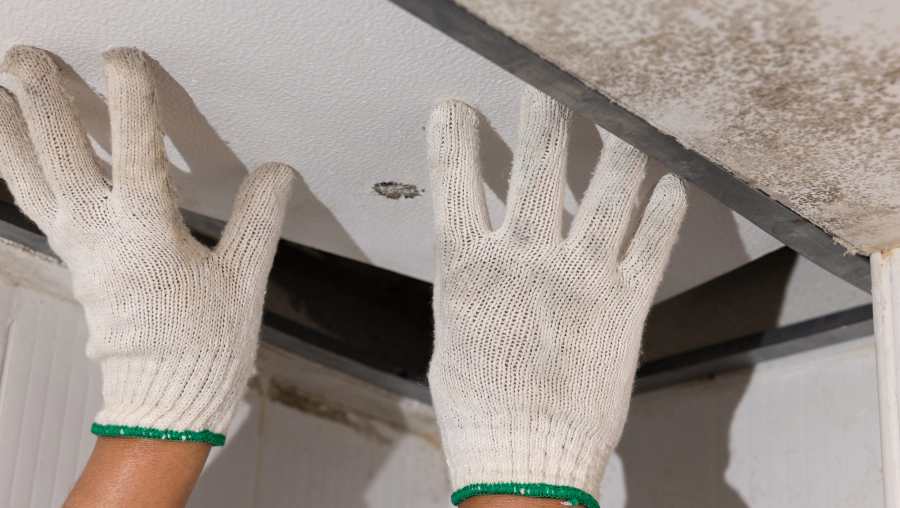 checking mold in the attic