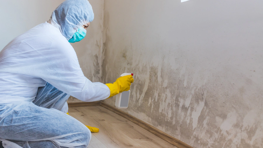 mold damage house